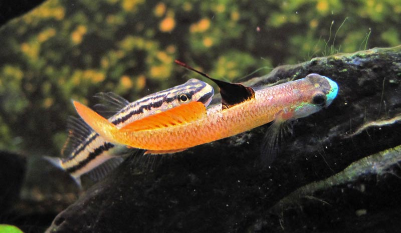 Another courting pair.