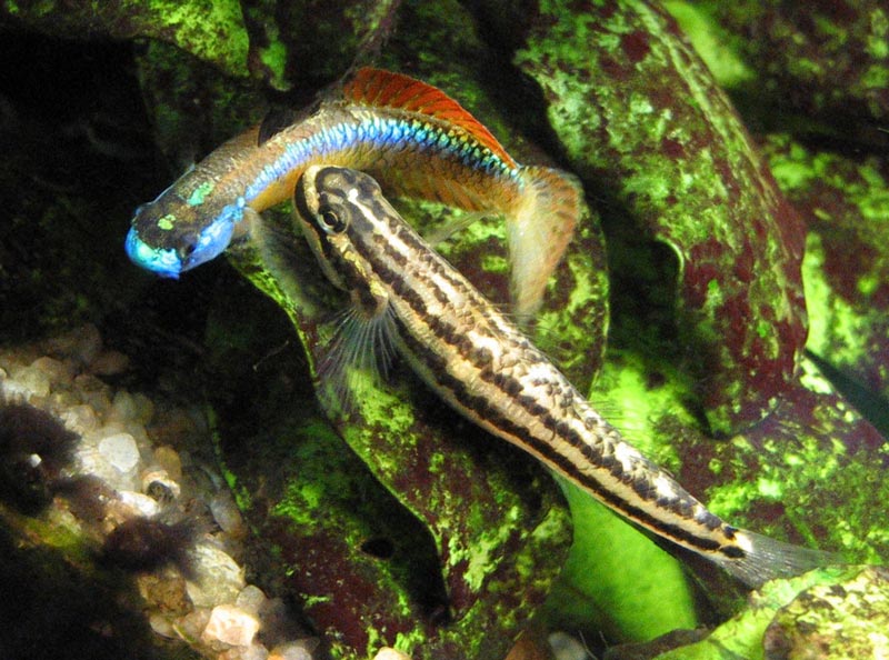 Males of both colour phases seem capable of spawning.