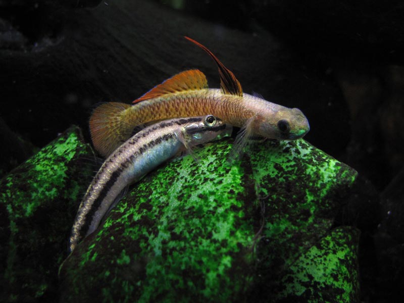 ...and receptive females respond by nuzzling his body.