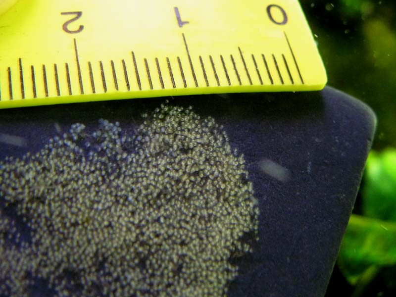 Hundreds of eggs can be deposited during a single spawning event.
