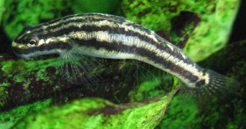 Gravid female in the aquarium.