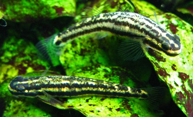 A pair of S. percnopterygionus females.
