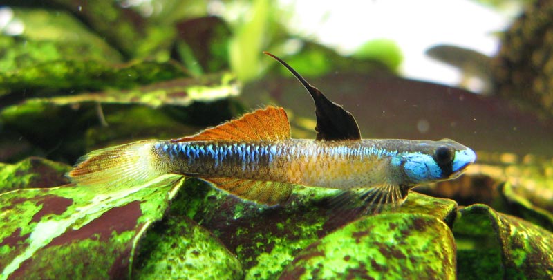 Another male exhibiting an intermediate colour phase but with a higher degree of yellow.