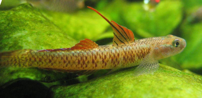 When first introduced to an aquarium males typically lose colour.