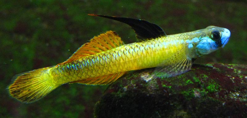 Dominant male specimen - yellow colour phase.