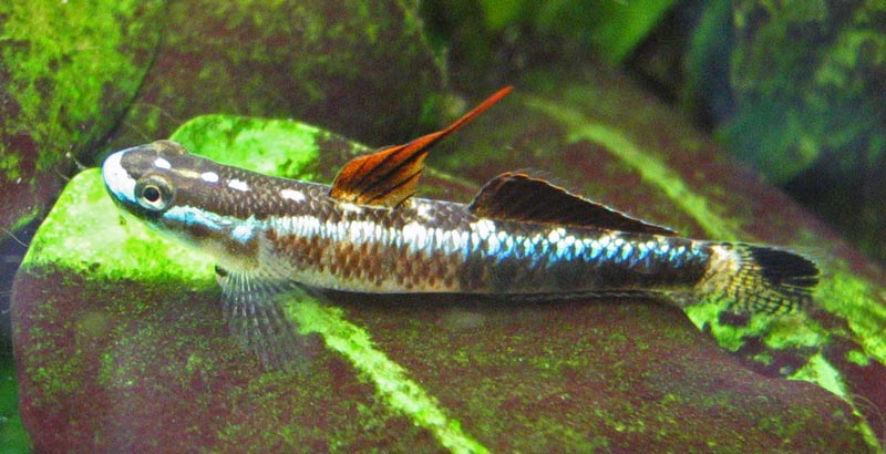 This male has colour patterning intermediate between blue and yellow, and also appears stressed (red dorsal fin).