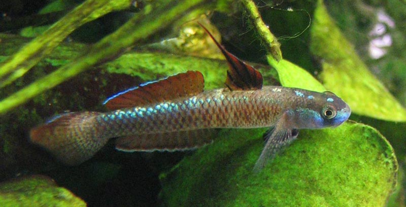This fish is beginning to colour-up.