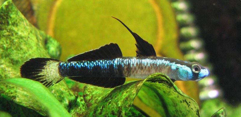 Dominant male S. percnopterygionus - blue colour phase.