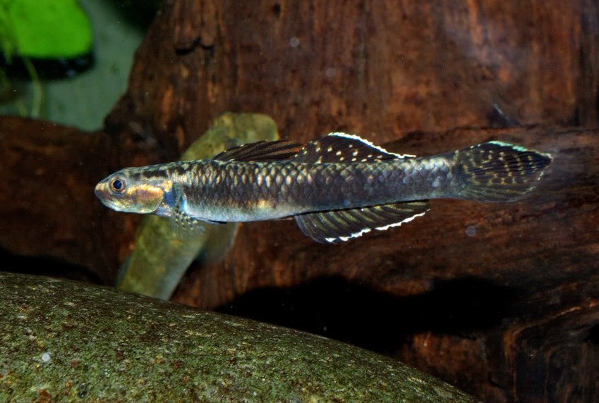 This form has gold/orange cheek colouration as opposed to the predominantly blue cheeks seen in other forms.