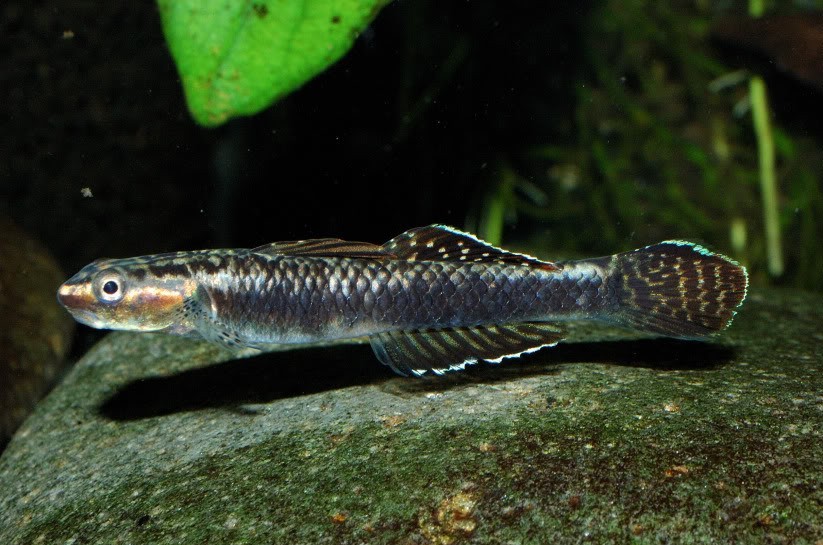 Another image of the golden-cheeked form.