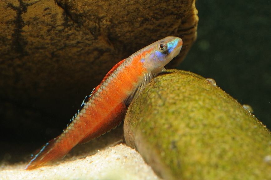 Adult male specimen displaying nuptial colour pattern.