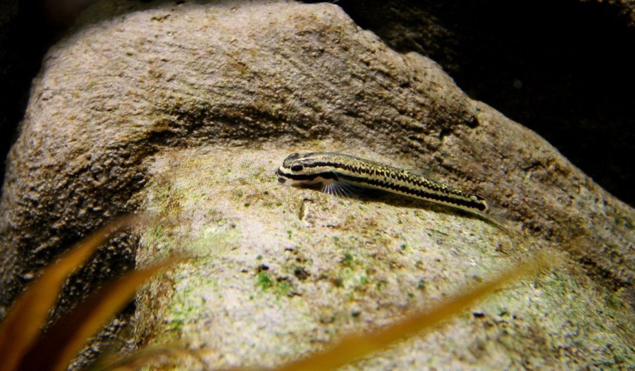 Female specimen.