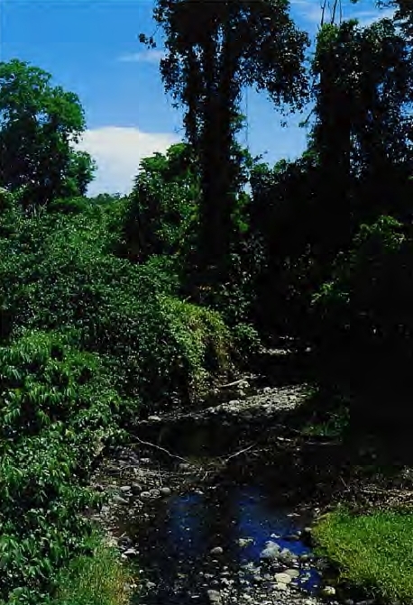 Habitat of the species close to the city of Lae, Morobe Province, Papua New Guinea.