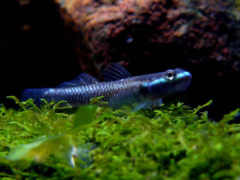 In males the colour of the lateral stripe can vary depending on the angle and quality of light. Here it appears blueish.