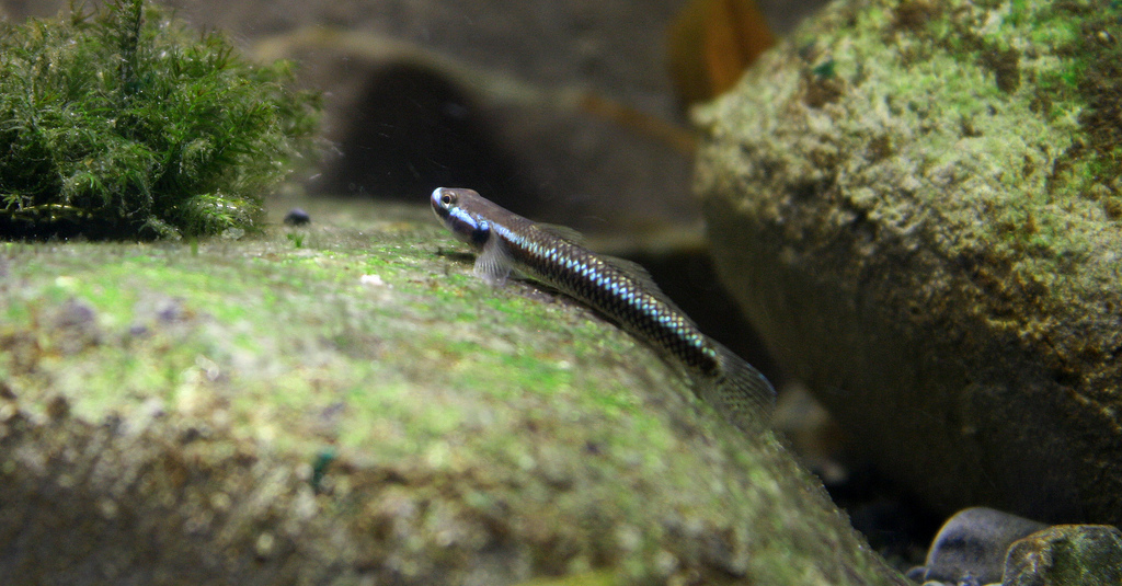 A male in the aquarium.