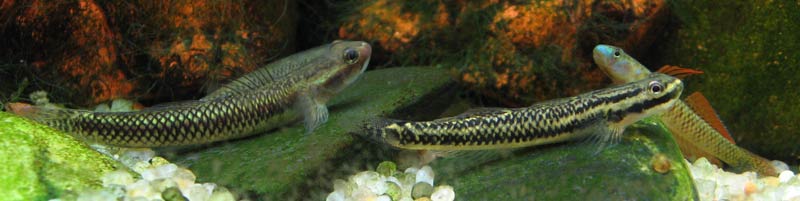 Males can appear quite dull at times - here to the left of a female with a male S. percnopterygionus behind.