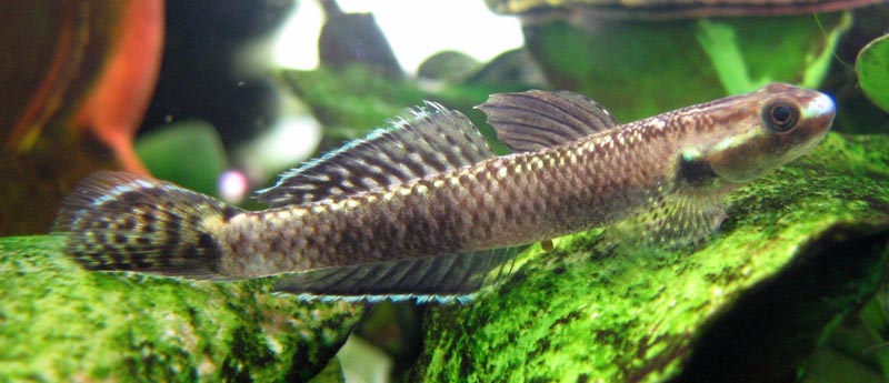 This is possibly the same as the fish in the previous two images, here exhibiting patterning midway between pale and dark.