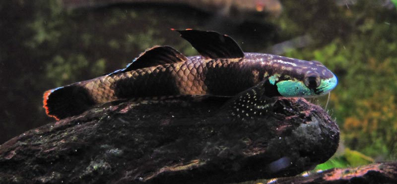 Male of small form displaying nuptial colour pattern.