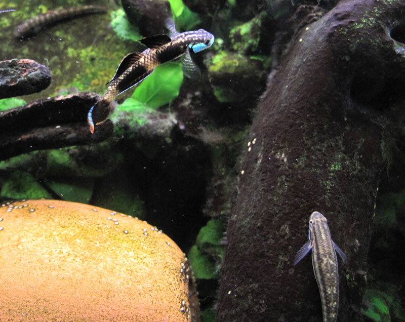 The same specimen in courtship ritual.
