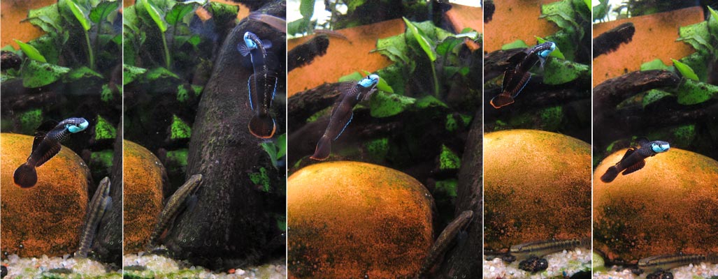 Image sequence showing a darker specimen in courtship ritual.