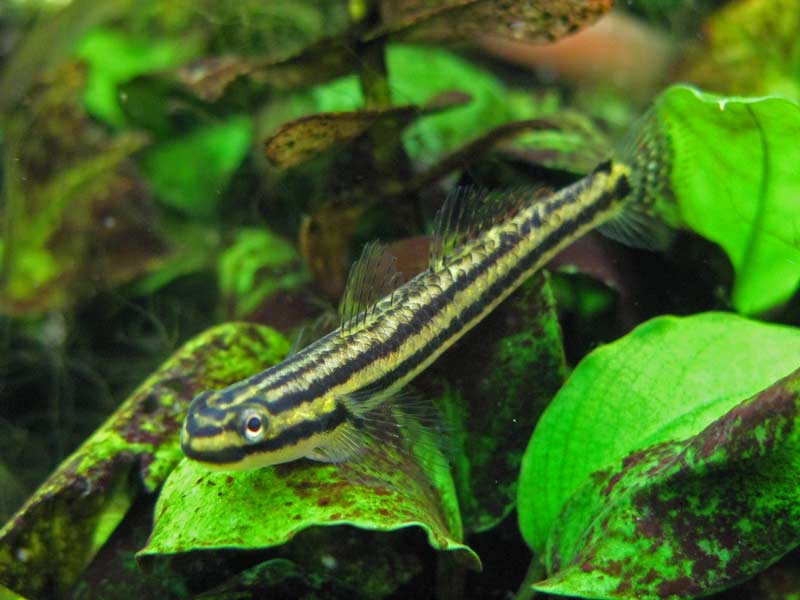 Another female.