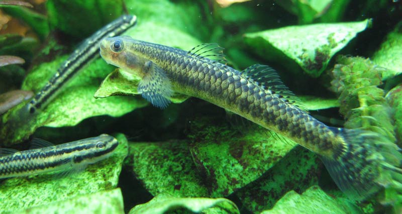 This female is showing typical stress patterning with pale colouration and black-edged body scales.