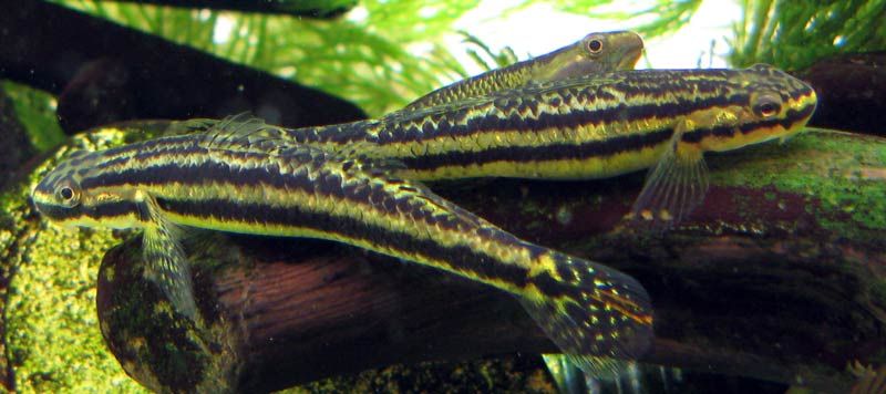 Chromatophores are clearly visible in the fins of this female.