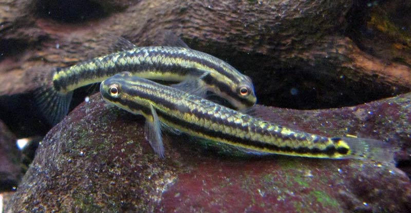 Females of the small form?
