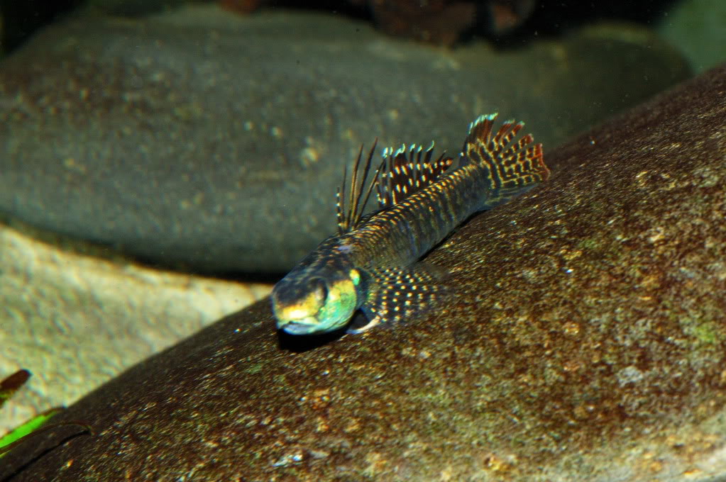 Male specimen with fin damage caused by another male.