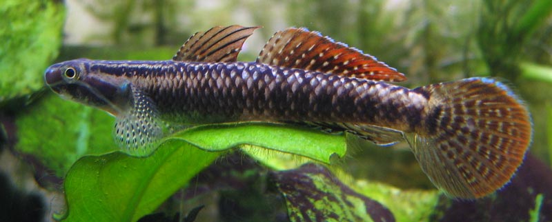 This is the same specimen as in the preceding image.