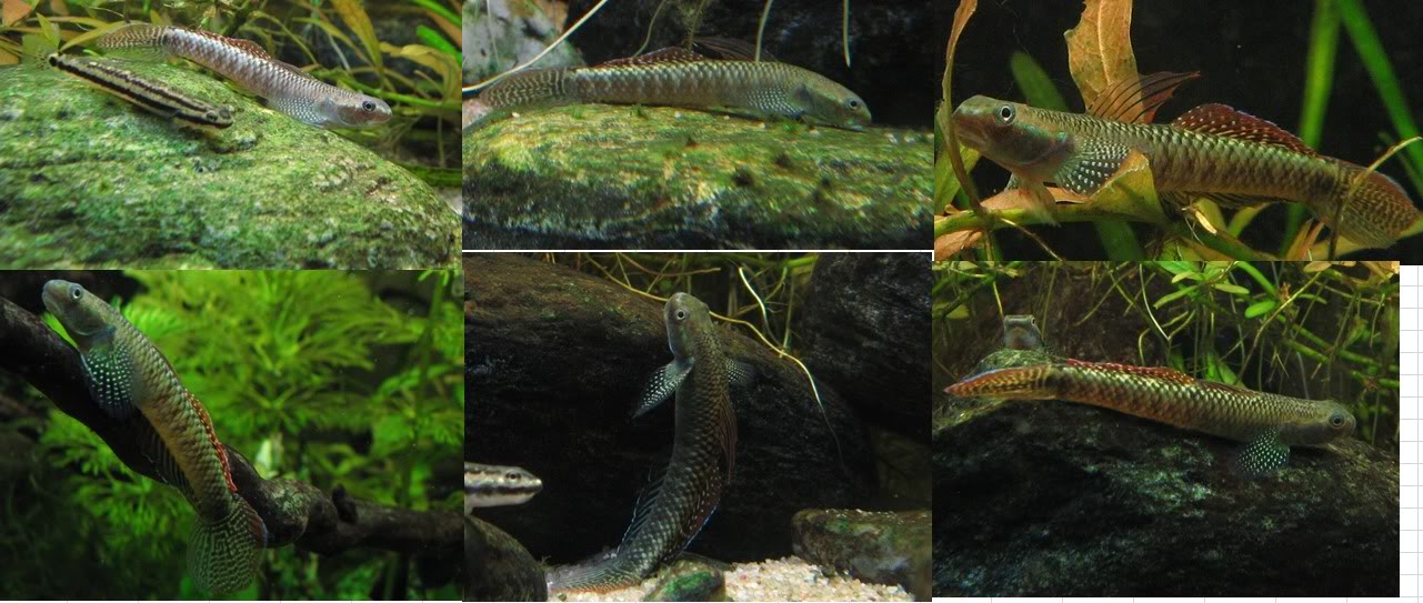 Image sequence showing colour changes in a single male specimen of the large form.