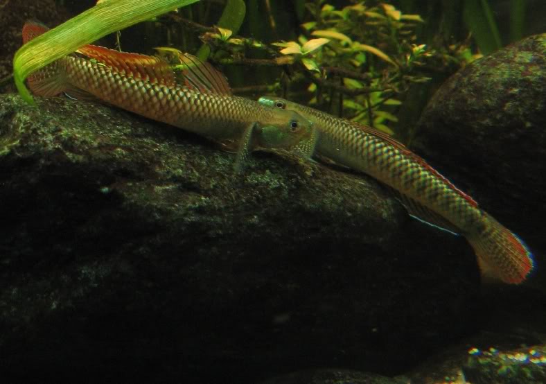 Two males showing similar colouration.