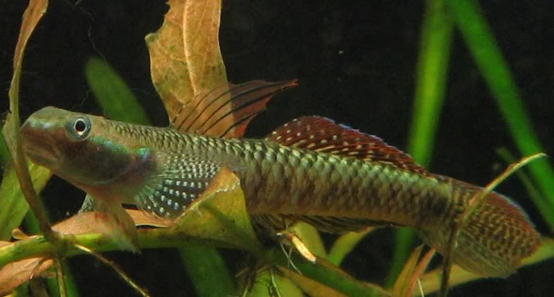 This specimen is of the relatively large, commonly-available form.