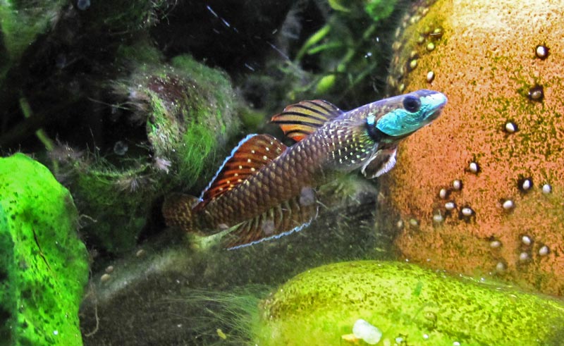 This male appears to have predominantly red nuptial colouration.
