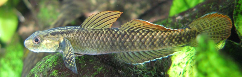 A pale specimen...