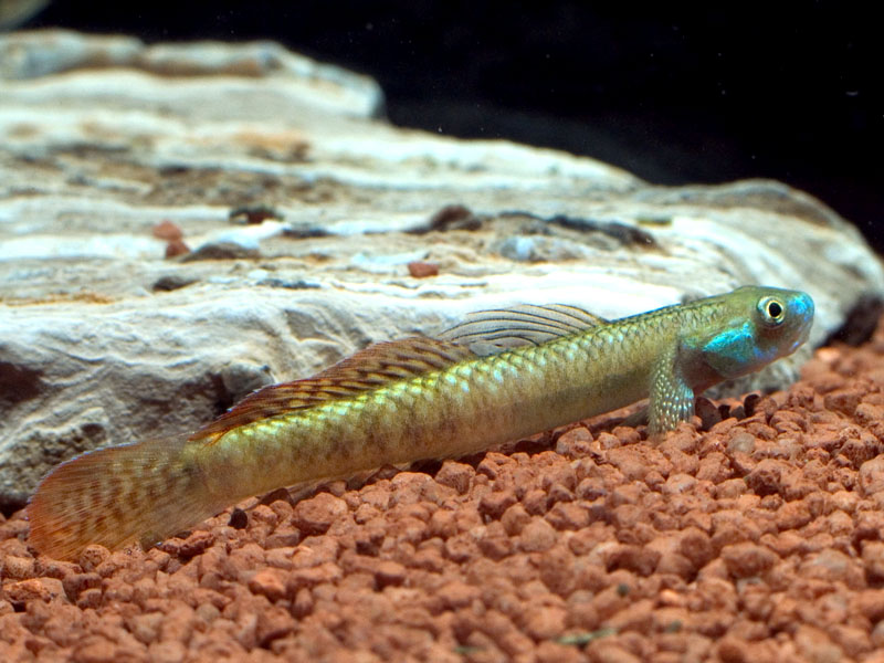 ...yet another, pictured just after being introduced to the aquarium.