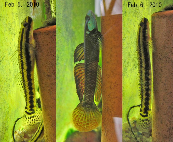 Image sequence depicting the same female specimen pre and post-spawning (left and right), with a male (centre).