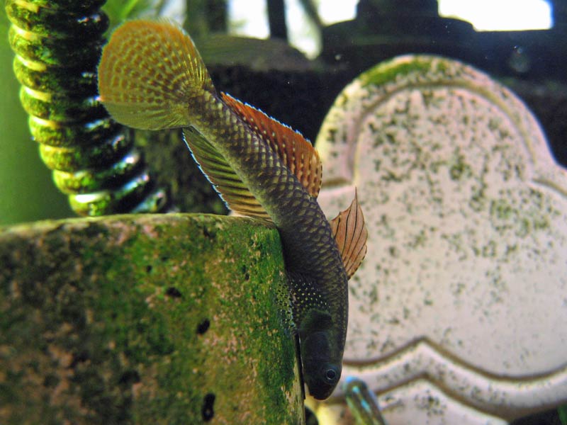 A larger male with some dark patterning.