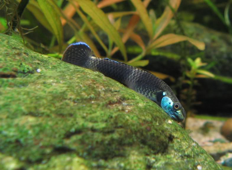 A darkly-patterned specimen of the small form. Such colour changes can occur over a short space of time.