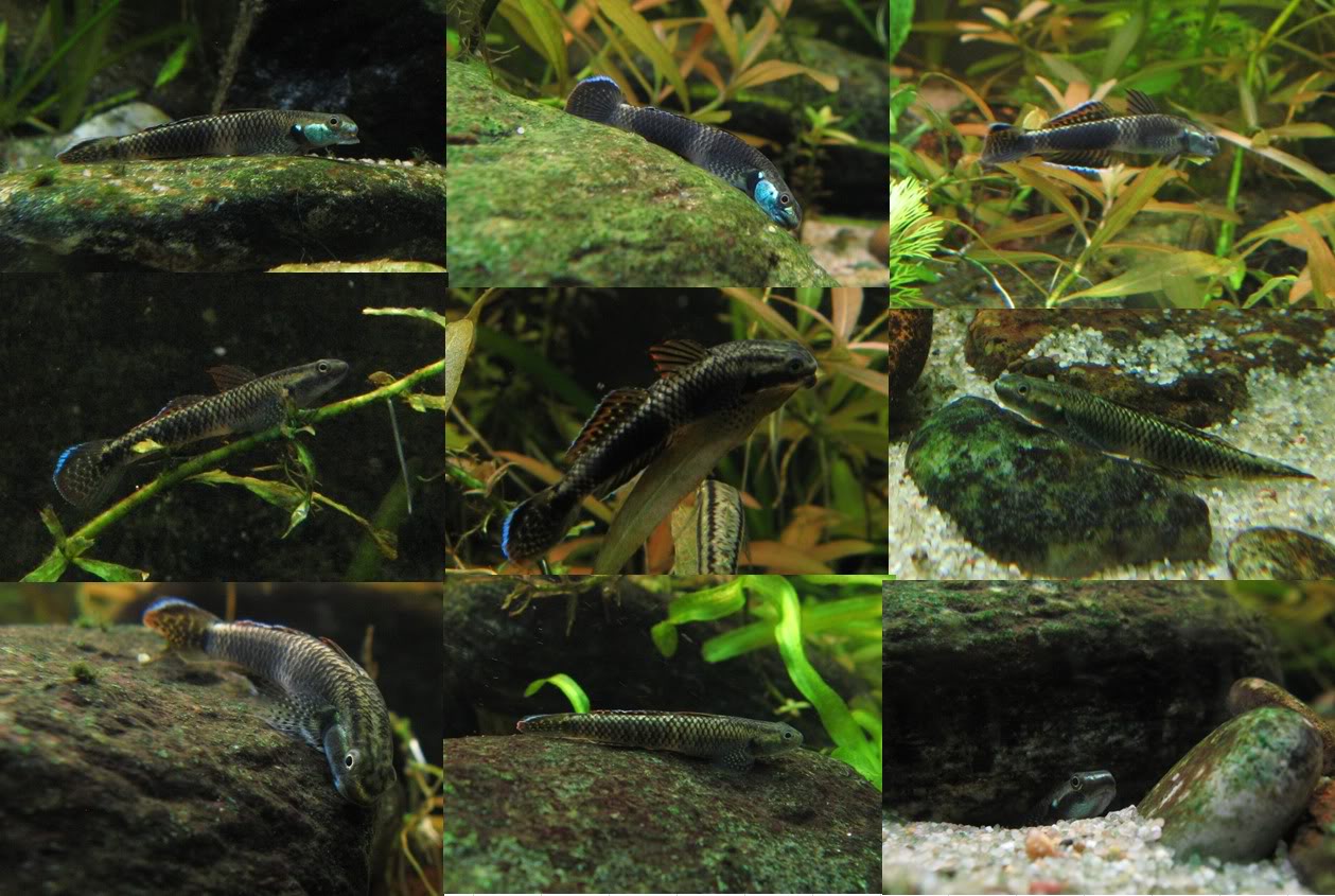 Image sequence showing different colour phases of the small form.