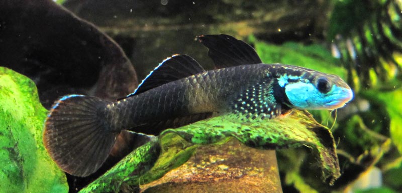 It's unclear whether the fishes seen here constitute a single species or not. This male is displaying full nuptial colouration.