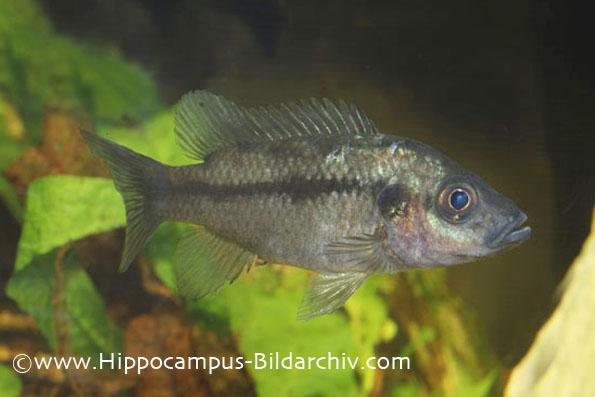 Stomatepia pindu juvenile
