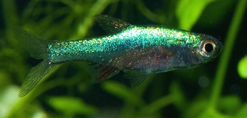 Male of Sundadanio axelrodi 'blue'.