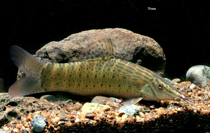 Adult specimen with typical body patterning.