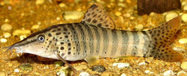 Another subadult individual of unknown origin with different markings...