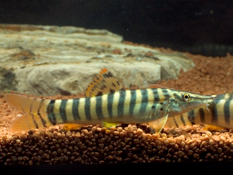 Subadult specimen - origin unknown.