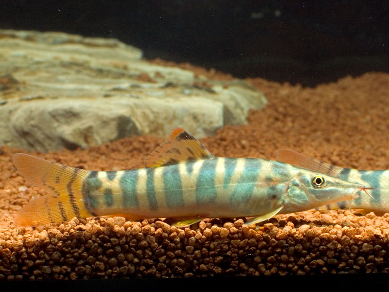 The dark, spot-like flank markings are yet to develop in this young specimen.
