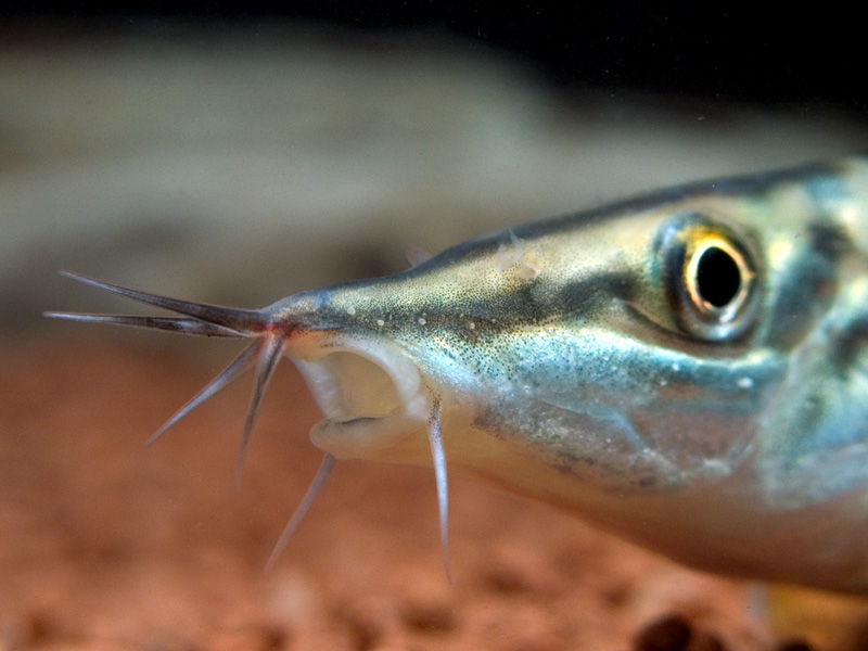 Snout detail.