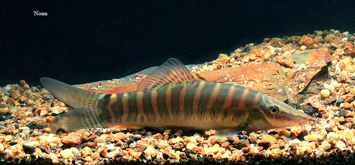 Subadult specimen.