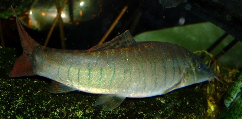 ...but as the fish mature the body deepens considerably.
